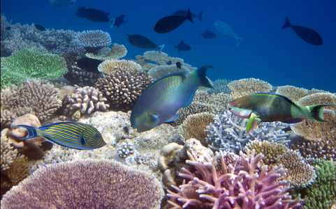学校 浅滩 动物 旅行 深的 珊瑚 野生动物 美女 暗礁