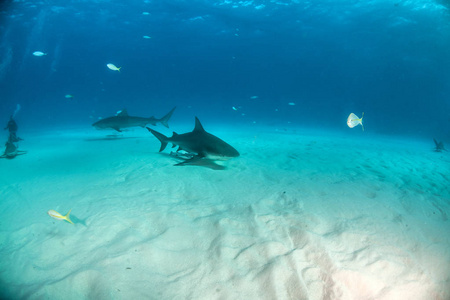 巴哈马的公牛鲨和虎鲨