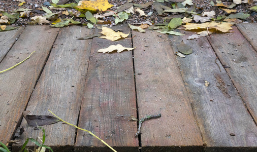 古老的 自然 木材 森林 花园 纹理 特写镜头 秋天 墙纸