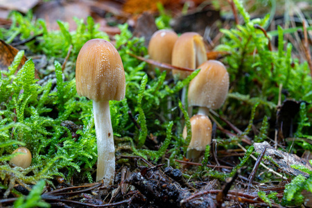 Small poisonous mushrooms growing on a stump. 