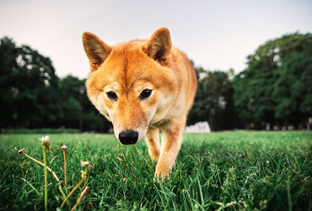 可爱的石八犬在公园草坪上的草地上
