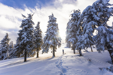一个女人在冬天的森林里沿着一棵雪白的云杉走着。