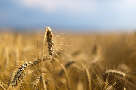 地上的小麦。植物，自然，黑麦。乡村避暑田