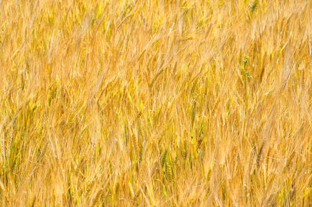 Summer photography. The wheat field, the cereal plant, which is 