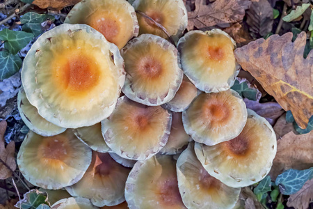 美食家 苔藓 食物 秋天 收获 蔬菜 花的 自然 植物 落下