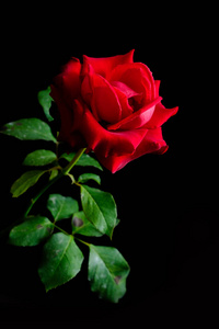 浪漫情人节玫瑰图片