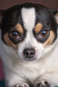 犬科动物 繁殖 动物 朋友 毛皮 小狗 美丽的 哺乳动物