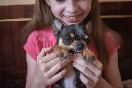 小女孩玩小狗黑毛吉娃娃狗图片
