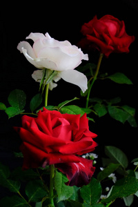 浪漫情人节玫瑰图片