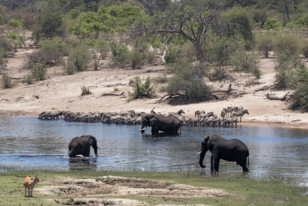 Elephants and zebras on Boteti River in Makgadikgadi Pans Nation