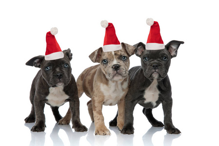 3 American bully dogs wearing santa hats and standing 