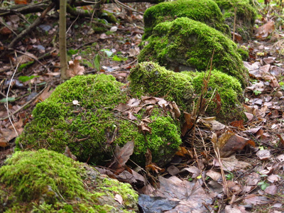 伍兹 流动 木材 风景 植物 森林 夏天 瀑布 自然 流动的