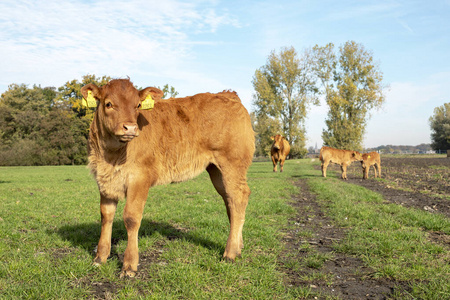 French Limousin calf seen from the side, stands full size 
