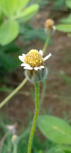 季节 风景 花的 植物区系 开花 草地 环境 花园 自然