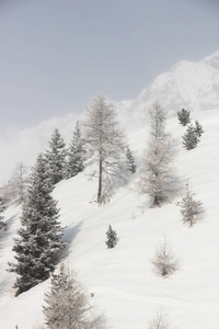 索尔登冬季山地森林