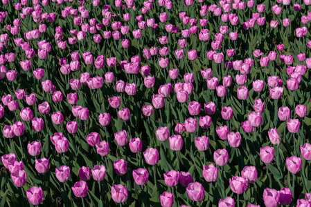 春天 开花 夏天 颜色 丁香花 郁金香 墙纸 紫色 植物区系