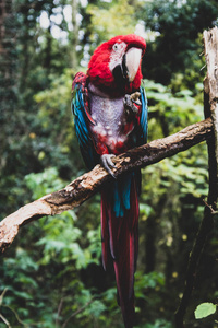 树枝上的红金刚鹦鹉，五颜六色的鹦鹉鸟。野生生物和动物。