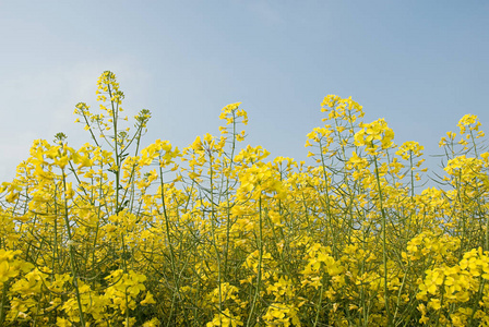 萨默塞特 植物 颜色 天空 春天 开花 英国 植物区系 季节