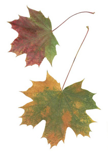 颜色 秋天 季节 多色 落下 树叶