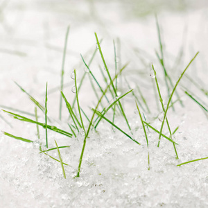 覆盖着雪的青草。青草上的白雪。天气和环境。寒冷的天气。雪地里的青草。