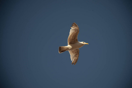 羽毛 航班 美丽的 高的 自由 海鸥 夏天 野生动物 自由的