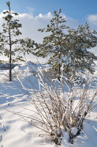 冬季冰雪树木景观