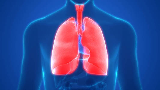 疼痛 三维 系统 空气 肌肉 成人 气囊 解剖学 插图 慢性阻塞性肺病