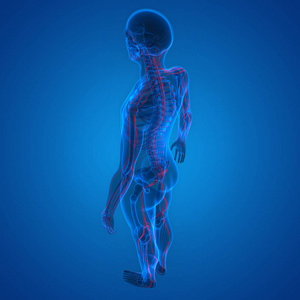 人类 科学 脊柱 生物学 解剖学 健康 神经 肋间 骨头