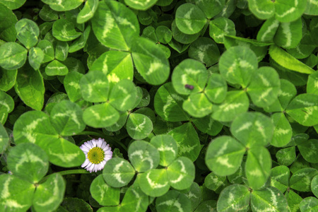 植物区系 春天 特写镜头 草坪 植物 纹理 三叶草 沙拉