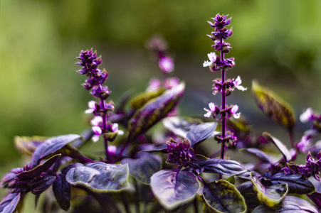 季节 领域 草本植物 紫罗兰 自然 特写镜头 夏天 美丽的