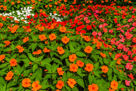 凤仙花地毯风信子花杂交品种空气净化植物