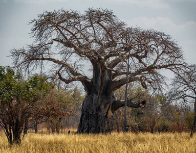 非洲风景与大猴面包树