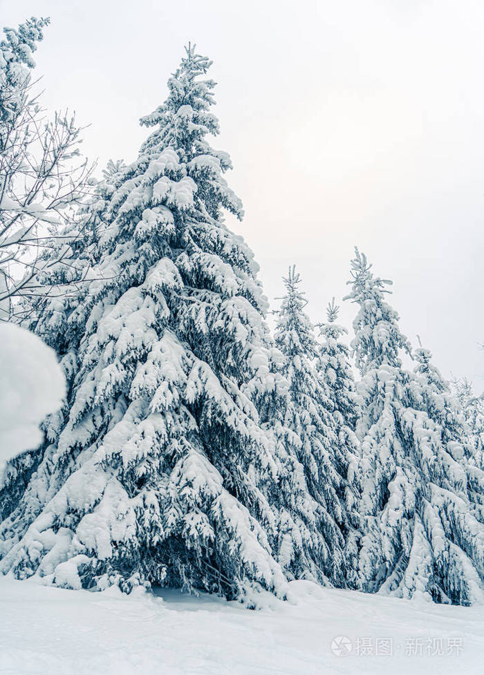 圣诞背景是高大的云杉树被雪覆盖在森林里.高山滑雪场.冬季贺卡.