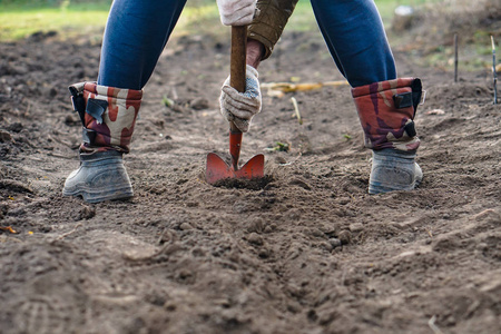 工人在菜园里用铁锹挖黑土，男人在农田里铲土，农业和艰苦的劳动观念