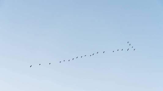 成群的候鸟在飞翔图片