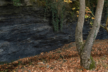  landscape of black rock and plane trees leaves in Autumn.