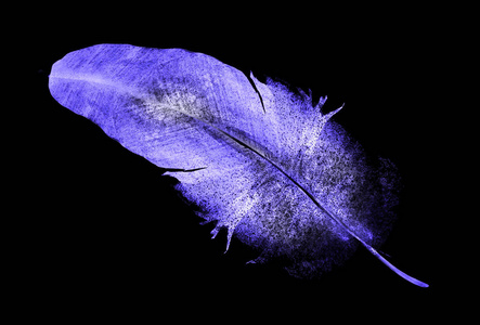 羽毛 庆祝 颜色 水彩 浪漫的 精彩的 梦想 蝴蝶 开花
