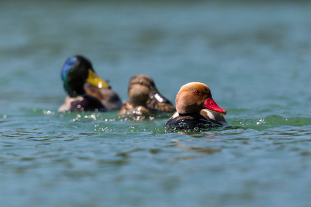 三只不同颜色的鸭子在水里游泳图片