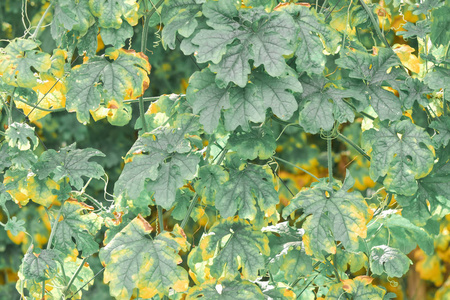 颜色 环境 植物学 花园 墙纸 夏天 叶状 森林 纹理 季节