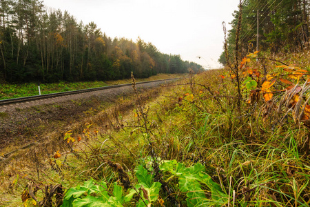 Railway among the forest under the blue sky 