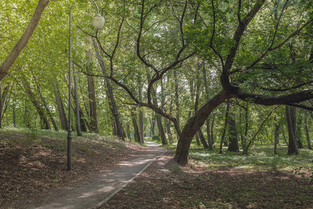 Walkway in the park in the shadow of green dressings. Beautiful 