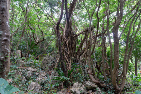 美丽的 旅行 夏天 自然 森林 风景 日本 岩石 天空 冲绳