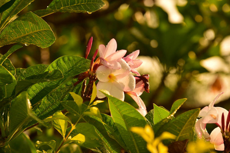 特写镜头 开花 粉红色 盛开 夏天 分支 公园 植物 颜色