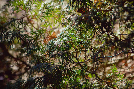 春天 森林 季节 公园 植物 秋天 粉红色 天空 刺柏 美丽的