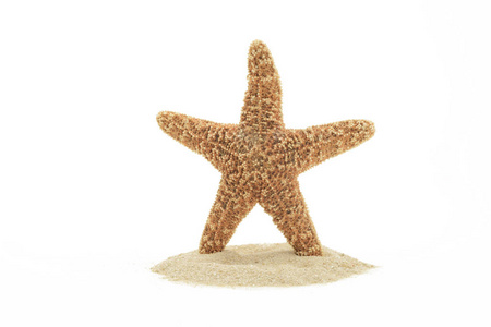 Red sea starfish and sand 