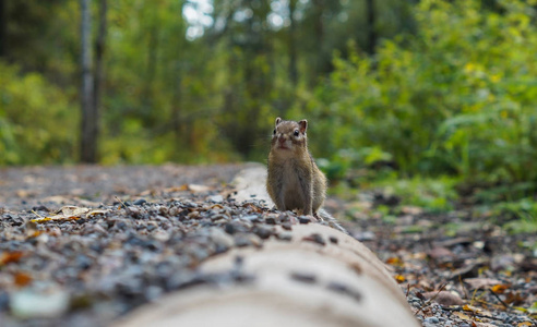 可爱的 哺乳动物 森林 动物 有趣的 松鼠 公园 坚果 毛茸茸的