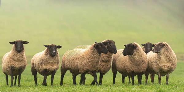 a cute group of sheep on a pasture stand next to each other and 