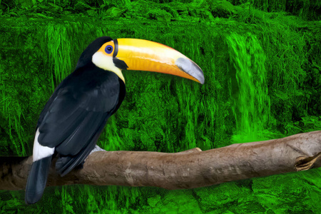 丛林 巴西 托科 绿色和平组织 美丽的 伊瓜苏瀑布 动物