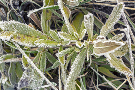 分支 天气 天空 冬天 特写镜头 美女 冻结 冷冰冰的 植物