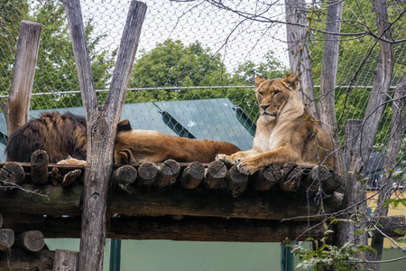 动物园里休息的母狮